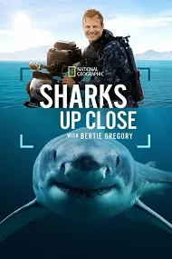 Ver Tiburones de cerca con Bertie Gregory online gratis